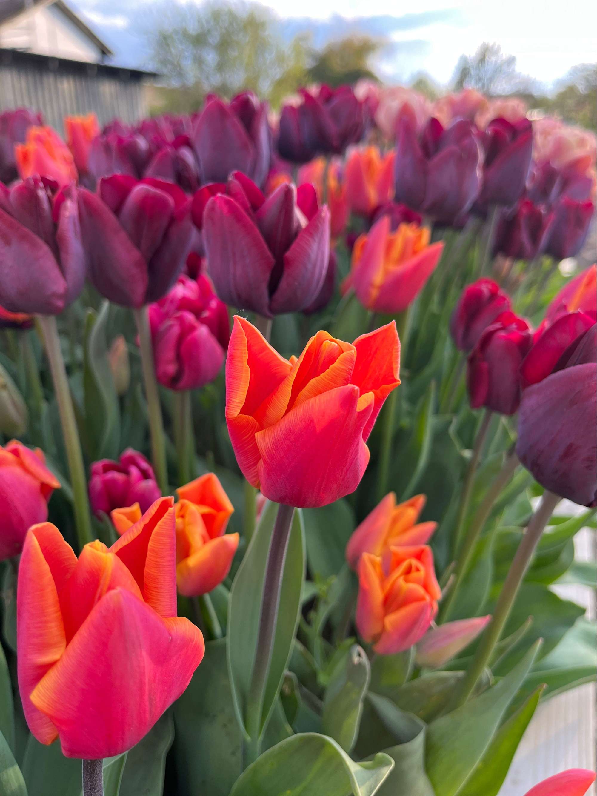 'Hugo' tulpanblandning